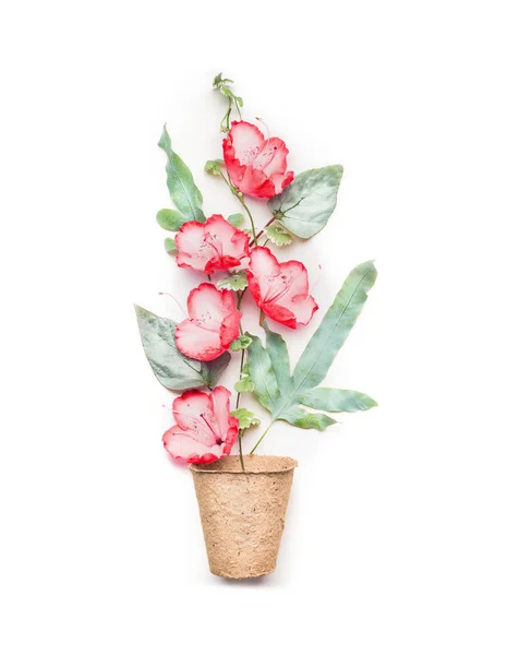 Kertészeti Vagy Ültetési Koncepció Tőzegcserepekkel Vörös Virágokkal Fehér Alapon Felülnézet — Stock Fotó