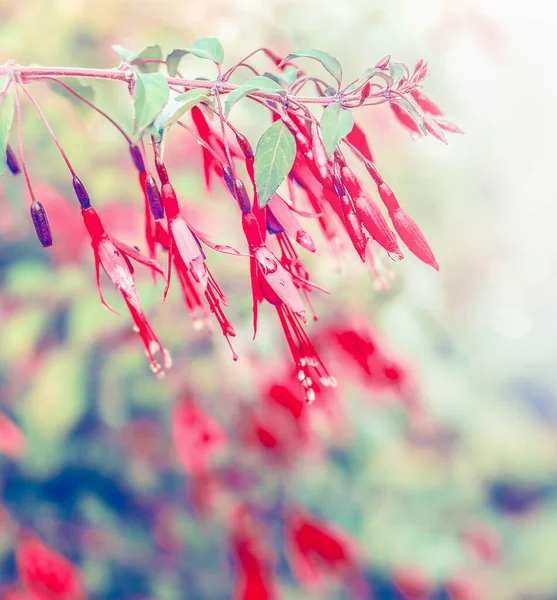 Czerwone Kwiaty Fuksji Ogrodzie Kwitnąca Roślina Zbliżenie — Zdjęcie stockowe