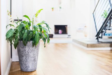 Spatthiphyllum bitkisi konteynırda, arka planda. Çaydanlıkta yeşil ev bitkisi. İç mimari