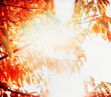 Kırmızı yapraklar ve güneş ışığıyla güzel bir sonbahar doğası.