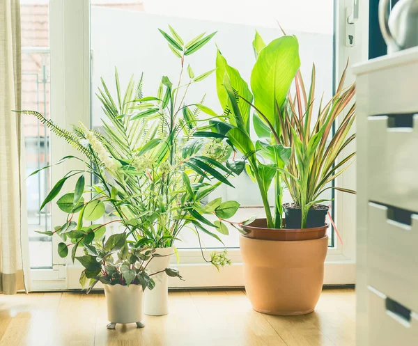 Houseplant Pots Arrangement Window Living Room Urban Living Styling Indoor — Stock Photo, Image