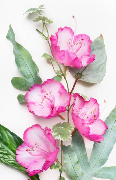 Αρκετά Ροζ Λουλούδια Φύλλα Λευκό Φόντο — Φωτογραφία Αρχείου