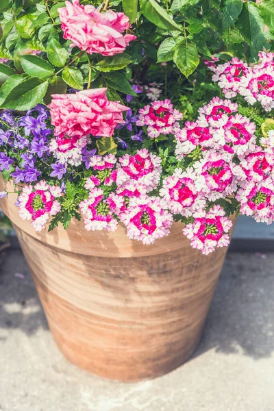 具有美丽粉色夏季花的色拉科塔容器 玫瑰和马鞭草 集装箱园艺的想法 — 图库照片