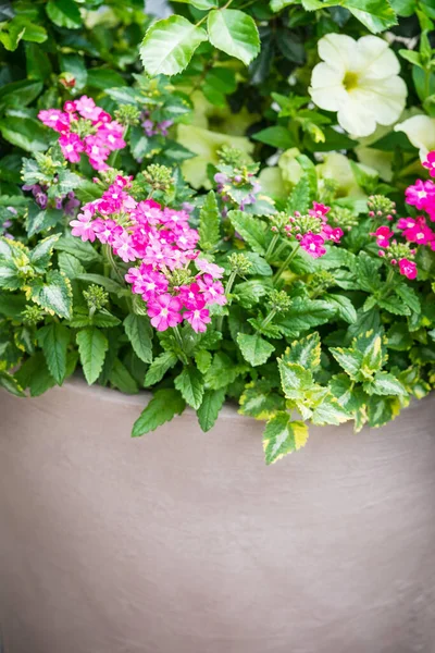 Beautiful Flowers Pot Close — Stock Photo, Image