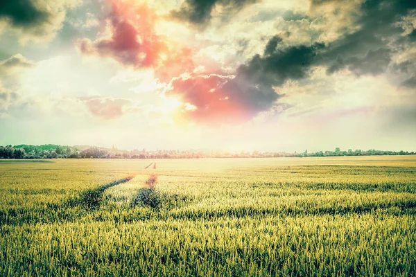 美丽的自然景观与田野和牵引机的痕迹在日落的天空 有麦田的山谷 — 图库照片