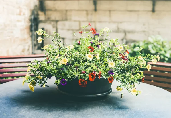 Patio Pot Pretty Flowers Table Front View — Stock Photo, Image