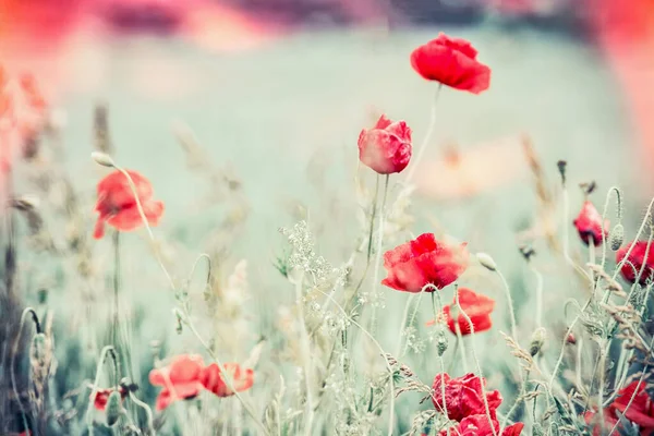Poppies Τομέα Όμορφο Τοπίο Της Φύσης — Φωτογραφία Αρχείου