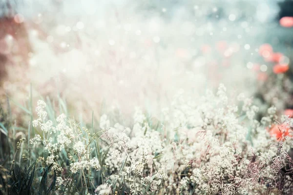 Nyári Természet Táj Háttér Vad Virágok — Stock Fotó