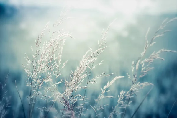 Closeup Field Grass Morning Sunlight Summer Nature Landscape Background — Stock Photo, Image