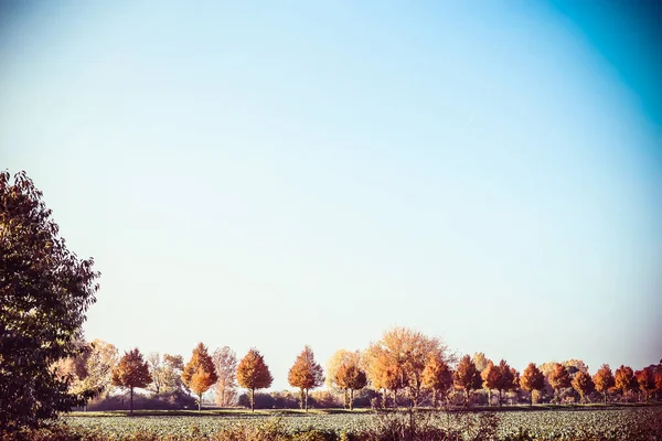 Schöne Herbstliche Landschaft Mit Bäumen Feld Und Blauem Himmel Herbst — Stockfoto