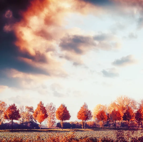 Piękny Jesienny Krajobraz Drzewami Polami Niebem Spadek Zewnątrz Tło Przyrody — Zdjęcie stockowe