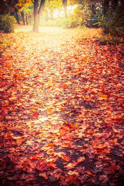 Herfst Natuurpark Bos Achtergrond Met Kleurrijke Gevallen Bladeren Outdoor Herfst — Stockfoto