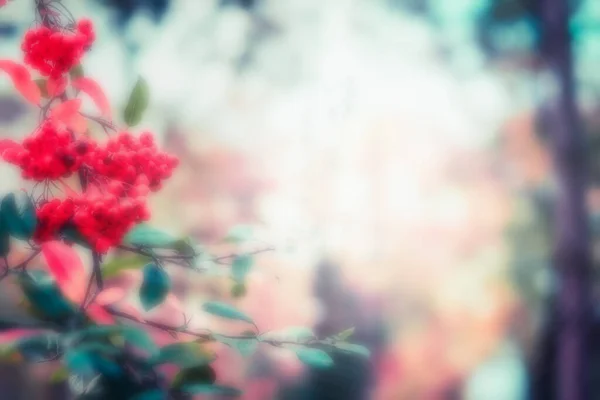 Blurred Autumn Background Branch Red Rowan Berries Fall Outdoor Nature — Stock Photo, Image