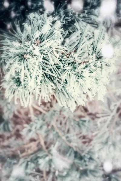 Branch Coniferous Tree Pine Fir Covered Hoarfrost Snow Winter Day — Stock Photo, Image