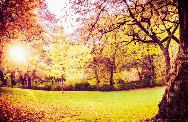 Autumn park landscape with lawn,trees Beautiful foliage and sun shine,  outdoor fall nature background