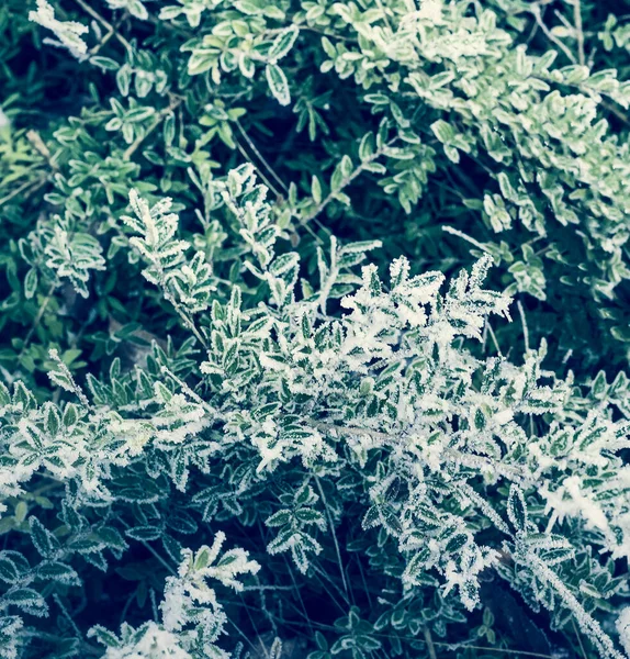 Αειθαλή Φυτά Φύλλα Καλυμμένα Πάγο Και Χιόνι Στο Φόντο Της — Φωτογραφία Αρχείου
