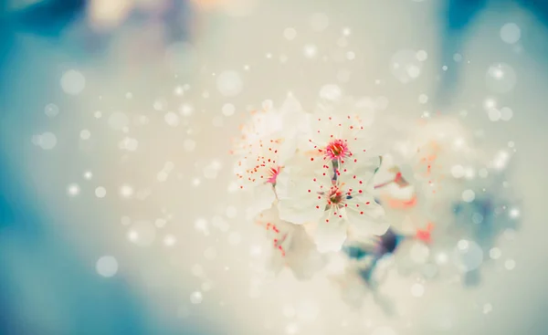 Άνοιξη Ανθίσει Φόντο Της Φύσης Λευκά Λουλούδια Παστέλ Μπλε Floral — Φωτογραφία Αρχείου
