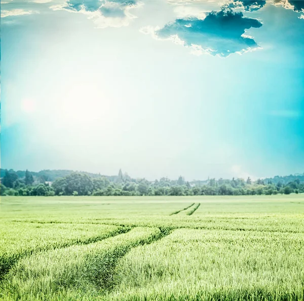 碧绿的麦田 带有拖拉机痕迹的农村农业或农业景观 — 图库照片