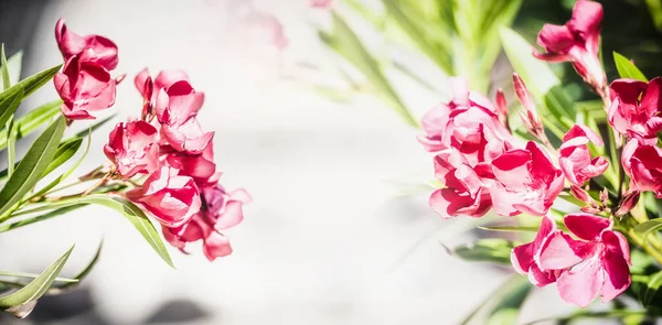 Kwiatowa Granica Knym Czerwonym Kwiatem Oleander Kwiaty Sztandar — Zdjęcie stockowe