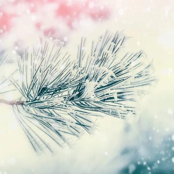 針葉樹の枝 冬の日の背景に霜や雪で覆われた杉やモミ 屋外自然 — ストック写真