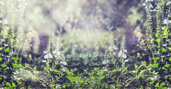 Letnie Tło Natury Dzikimi Roślinami Kwiatami Sztandar — Zdjęcie stockowe