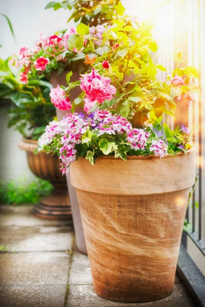 Pěkná Terasa Nebo Balkón Květináč Květinami Růže Verbena Sunlight Kontejner — Stock fotografie