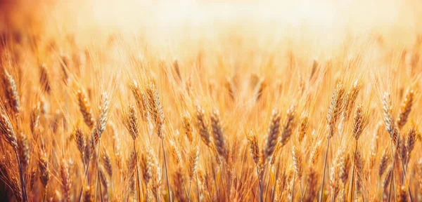 小麦穗的金色谷物田 农业农场和耕作概念 — 图库照片