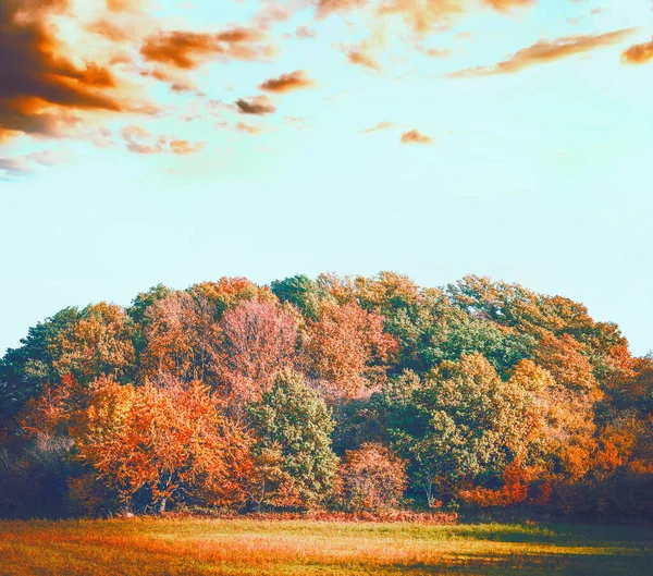 Kolorowe Jesienne Drzewa Leśne Krajobrazem Liści Pięknym Tle Nieba Pierwszym — Zdjęcie stockowe