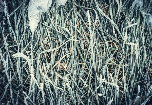 Winter Frozen Grass Background Top View — Stock Photo, Image