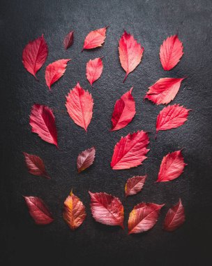 Koyu arka planda kırmızı sonbahar yapraklarının yaratıcı düzeni, üst manzara, düz yatak. Mevsimlik sonbahar konsepti.