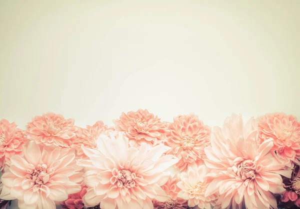 Piękne Różowe Kwiaty Pastelowe Beżowym Tle Góra Granica Piękna Kartka — Zdjęcie stockowe