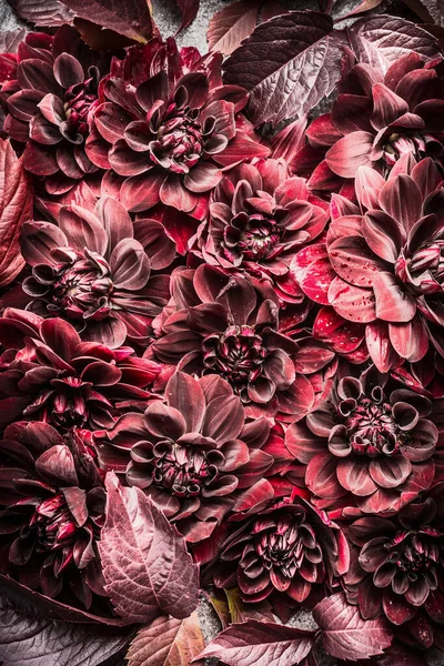 Vacker Kreativ Röd Höst Blommor Och Lämnar Layout Bakgrund Blommigt — Stockfoto