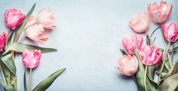 Όμορφες Τουλίπες Ροζ Παστέλ Χρώμα Γαλάζιο Φόντο Πάνω Όψη Πλαίσιο — Φωτογραφία Αρχείου