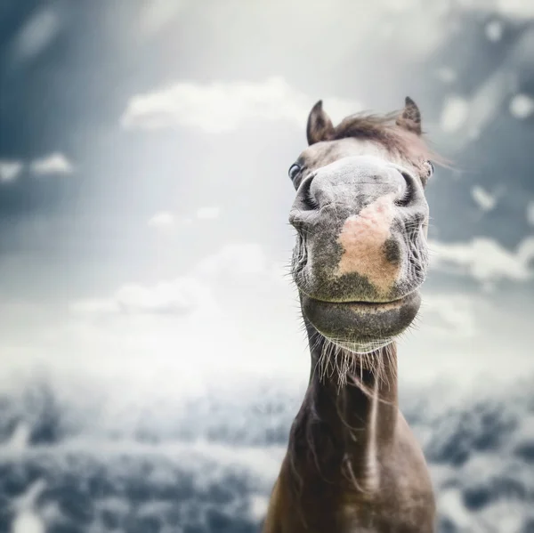 Grappig Paard Gezicht Muilkorf Met Neus Herfst Bewolkt Natuur Achtergrond — Stockfoto