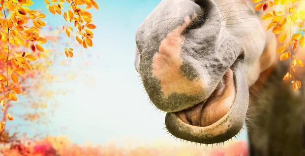 Close Van Grappig Paard Gezicht Met Open Mond Herfst Natuur — Stockfoto