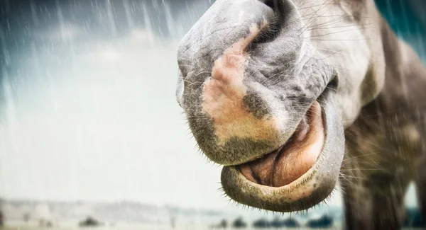 Divertente Faccia Cavallo Caso Maltempo Sotto Pioggia Posto Testo — Foto Stock