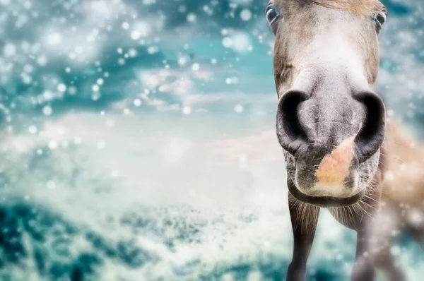Zbliżenie Funny Konia Twarz Zimie Natura Tło Śniegiem — Zdjęcie stockowe