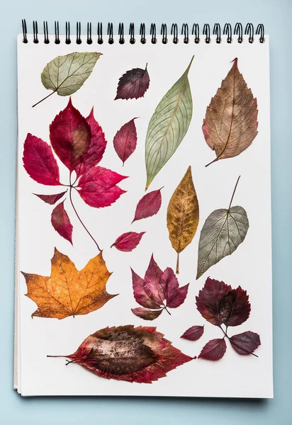 Wit Papier Notitieboek Met Verschillende Kleurrijke Gedroogde Herfstbladen Herbarium Map — Stockfoto