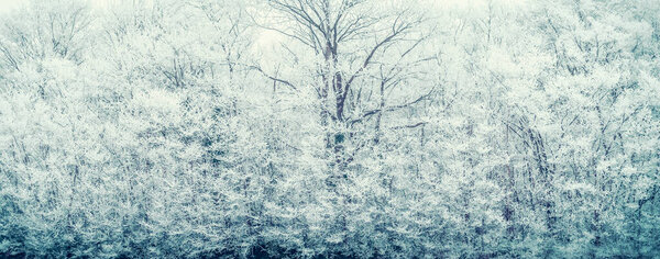 Winter background with frozen snow covered trees and branches, banner