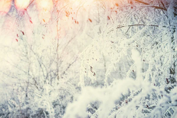 雪に覆われた植物や草が太陽の光を背景にした冬の自然背景とボケ — ストック写真