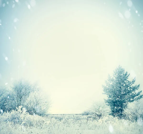 雪に覆われた木々や空の背景のフィールドと冬の風景 — ストック写真