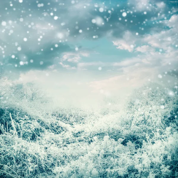 雪に包まれた美しい空を背景に木々や植物が凍る素晴らしい冬の風景 — ストック写真