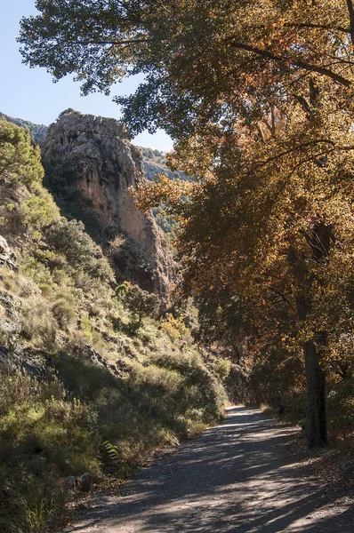Sendero de montaa entre rocas y rboles rojizos
