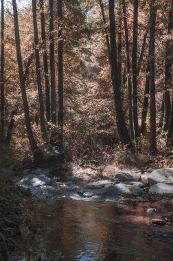 Vereda de un ro con arboles en su orilla en otoo