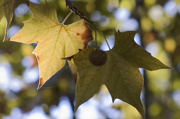 Hojas secas con el fruto a punto de caer del arbol