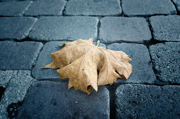 Hoja seca sober adoquines