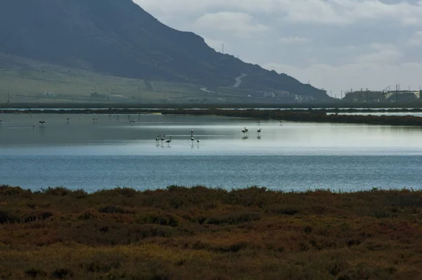 Laguna con flamencos en sus aguas