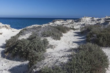 Nacidas sobre dunas de arena fsil blancas bitkileri