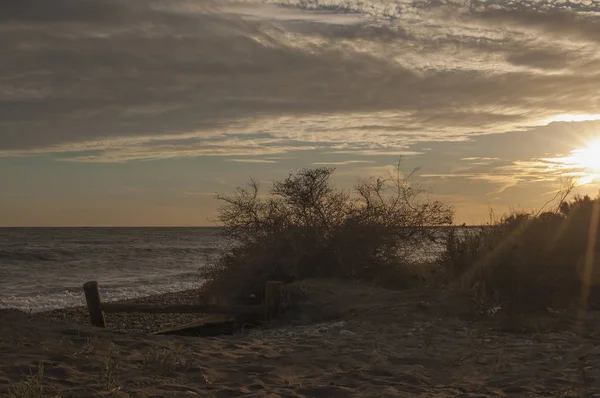 Vegetacion en una playa a la puesta del sol