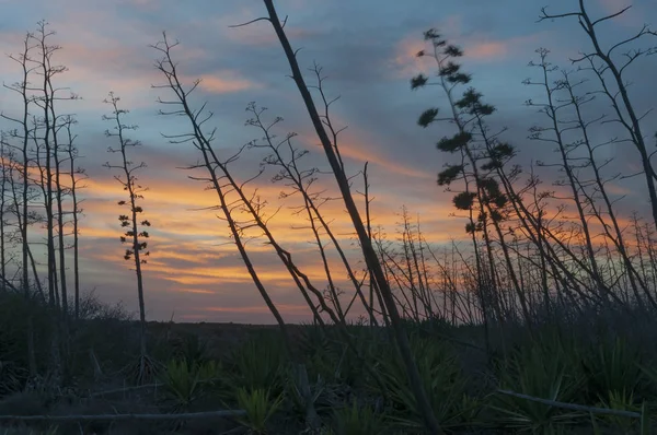 Campo de pitas a la puesta de sol